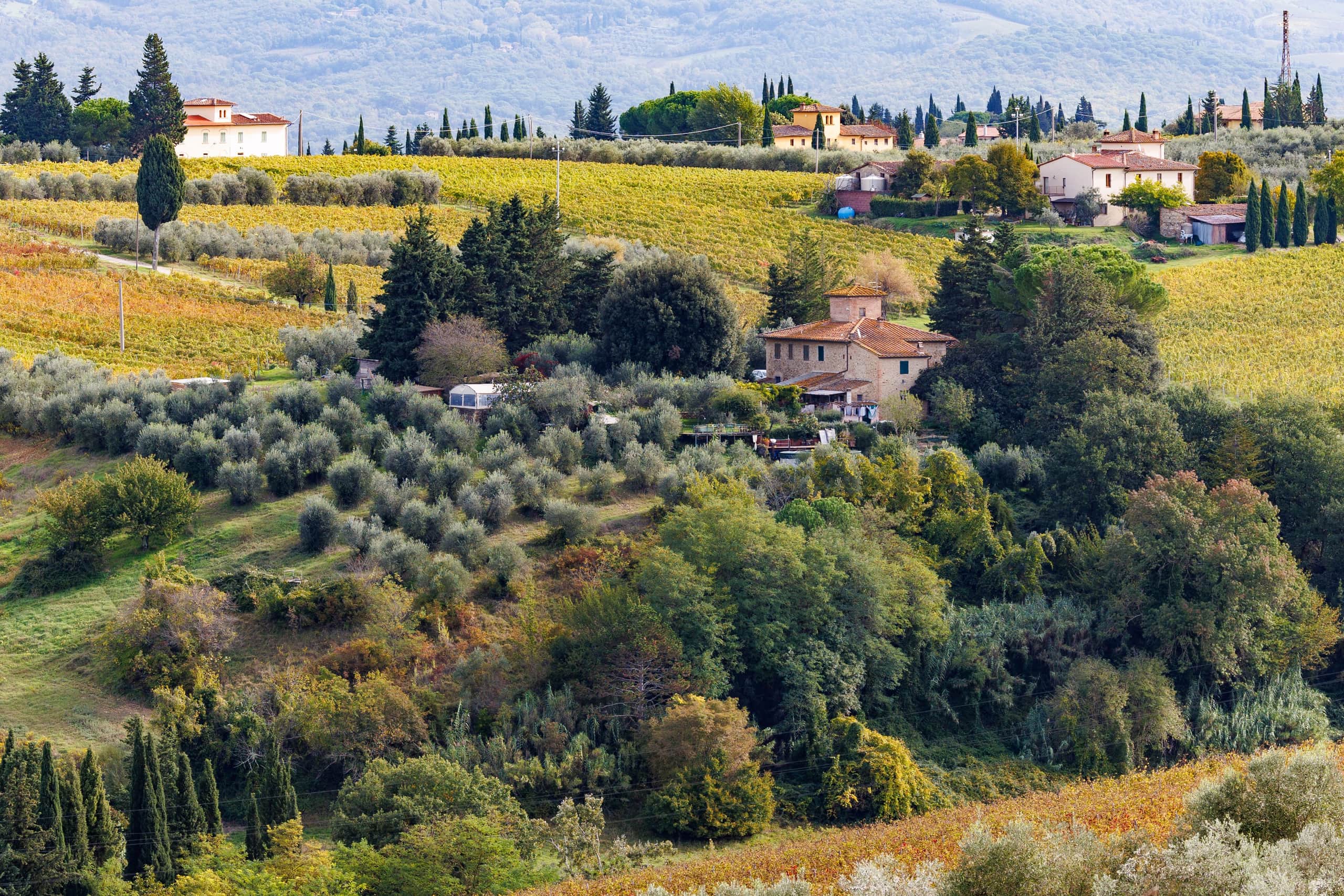 Sunlit rows of the resort's century-old olive grove